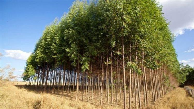 Δασώσεις 2022: Πληρωμές σε εκκρεμότητα από τον ΟΠΕΚΕΠΕ