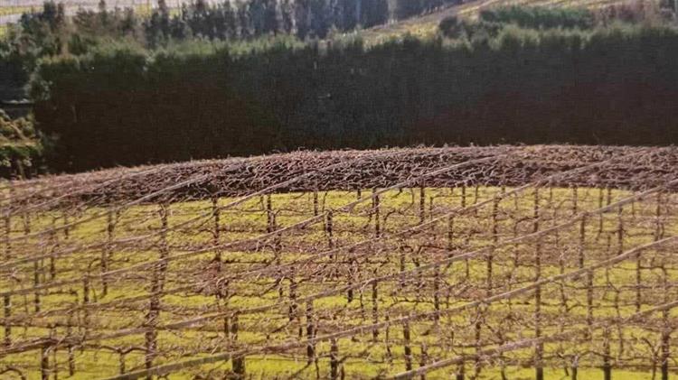 Χειμερινό κλάδεμα της ακτινιδιάς
