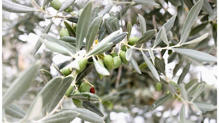 Η συγκομιδή της ελιάς σε Αυστραλία και Νέα Ζηλανδία