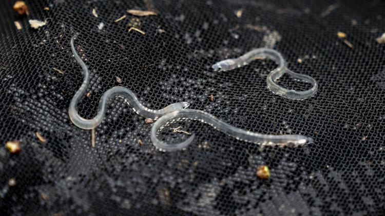 FAO-GFCM: New coordinated management plan to support the restoration of the European eel population in the Mediterranean region