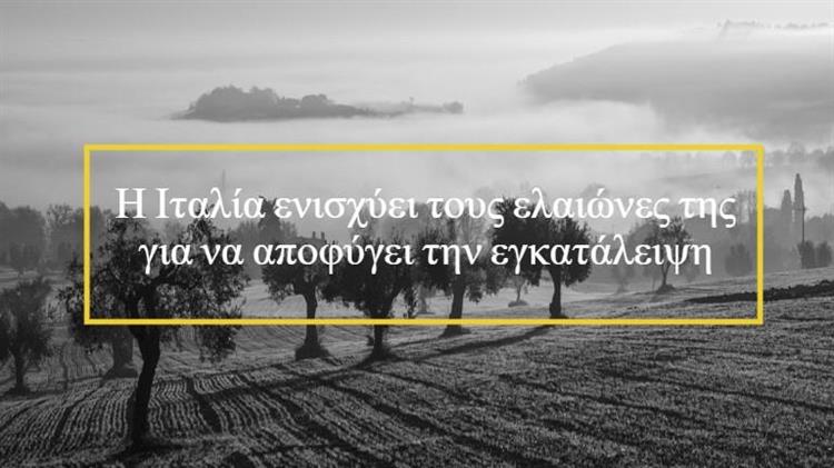 Τοσκάνη: Υποστηρίζει τους ελαιώνες που κινδυνεύουν να εγκαταλειφθούν με 6 εκατ. ευρώ