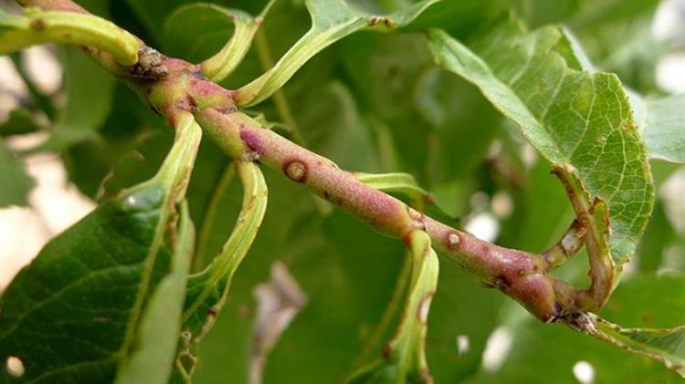Κορύνεο Βερικοκιάς: Οδηγίες για την αντιμετώπιση του μύκητα