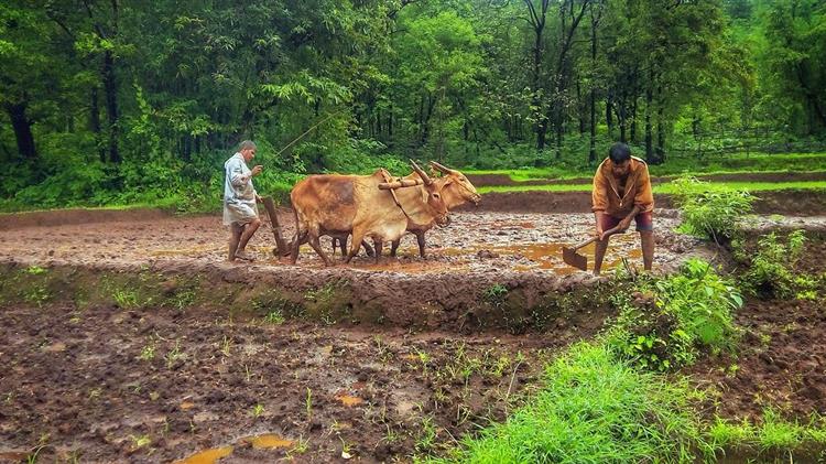 Ινδία: Αυξάνει τις δαπάνες για τη γεωργία κατά περισσότερο από 15%