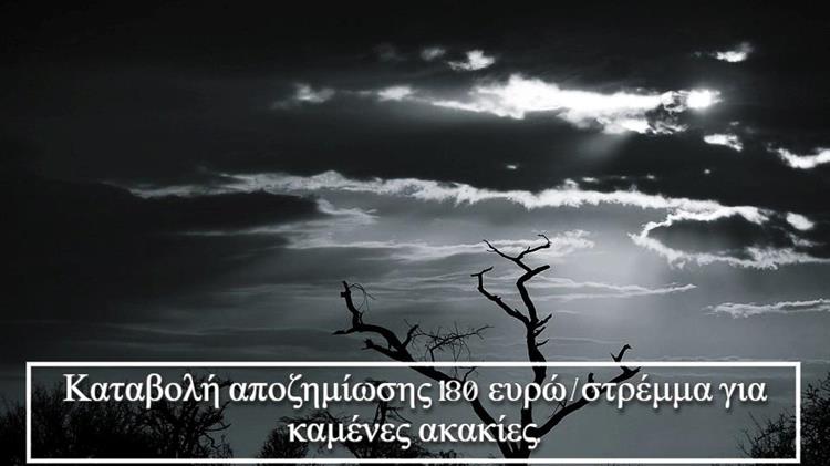 Σκάνδαλο στις αποζημιώσεις: Ελαιοπαραγωγοί στον Έβρο χωρίς χρήματα, ενώ πληρώνονται για καμένες ακακίες