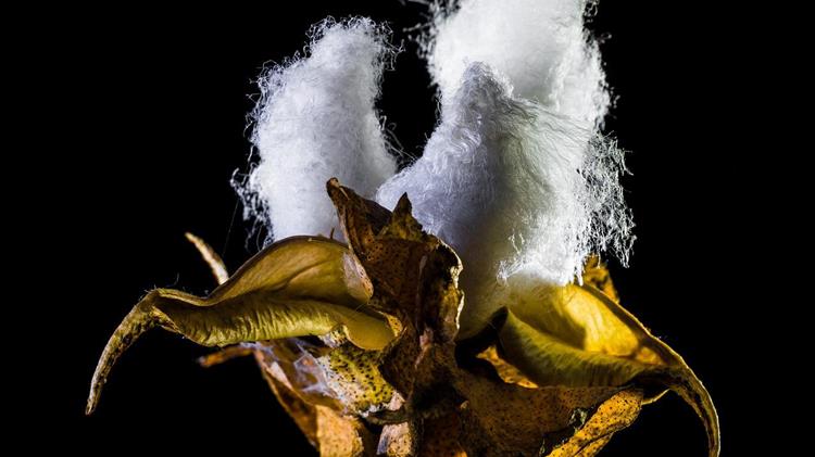 Η Κίνα θα εκδώσει 200.000 τόνους ποσοστώσεων εισαγωγής βαμβακιού