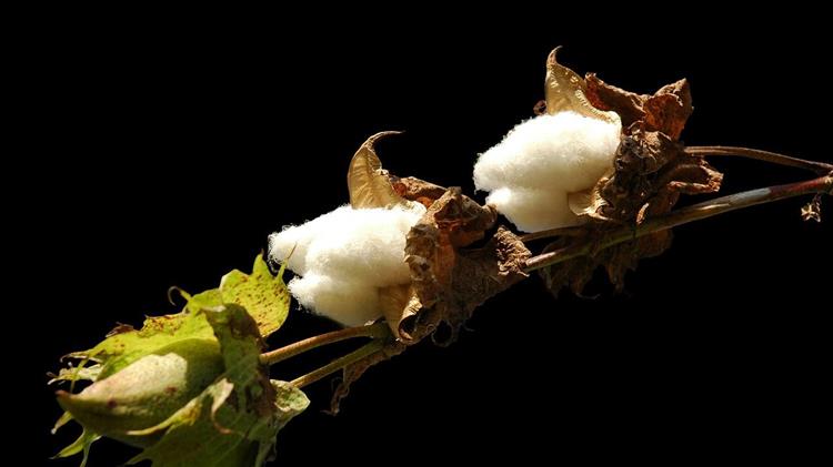 Στα 733,98 ευρώ ανά εκτάριο η συνδεδεμένη ενίσχυση στο βαμβάκι