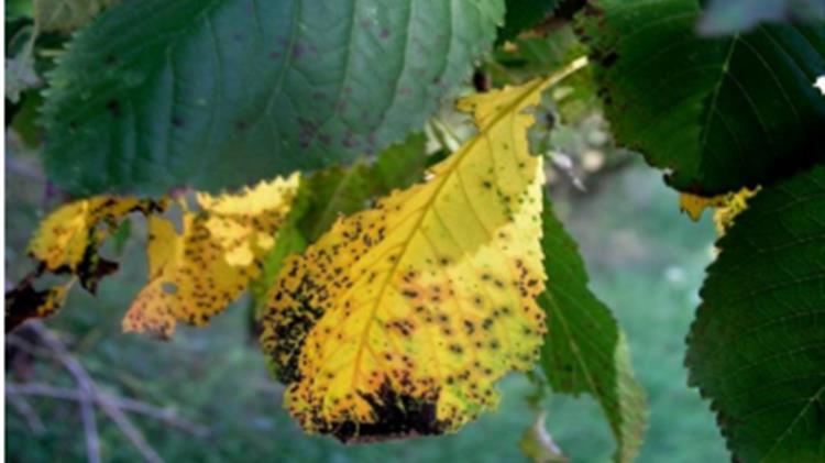 Ασθένειες & Εχθροί Πυρηνοκάρπων: Βλαστικά Στάδια