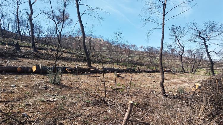 Ολοκλήρωση κατά 70% αντιδιαβρωτικών έργων σε Δ.Αττική και Πάρνηθα