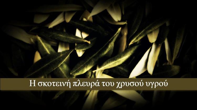 Η σκοτεινή πλευρά του χρυσού υγρού: Η άγνωστη περιβαλλοντική «βόμβα» της παραγωγής ελαιολάδου