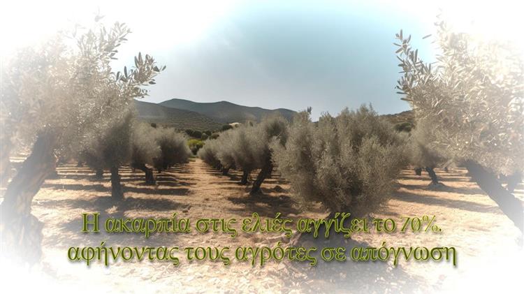 Η Κρήτη θρηνεί: 70% ακαρπία στις ελιές, πλήγμα στους αγρότες