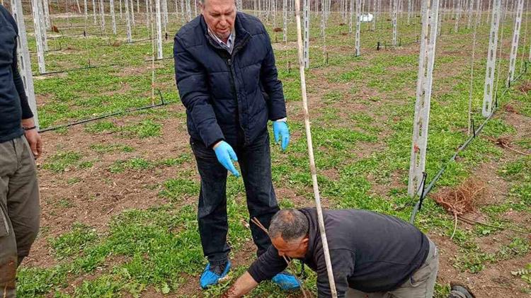 Σε ποια κτήματα μπορούν να  φυτευτούν επιτυχώς ακτινίδια