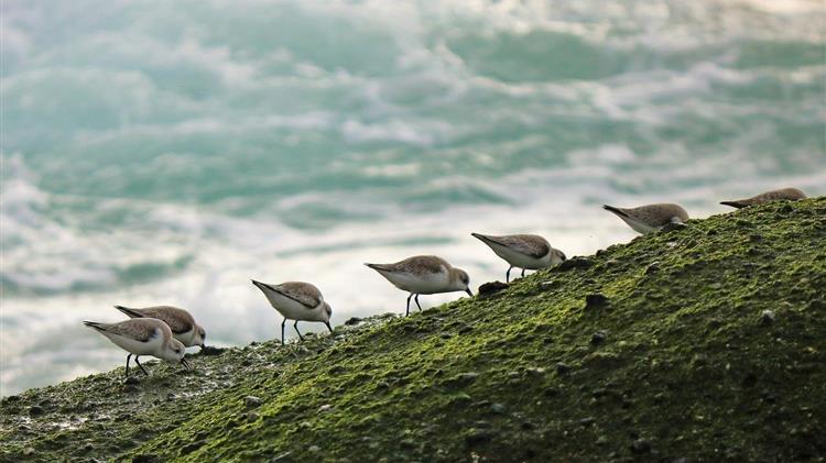 Νέα νομοθεσία ΕΕ: Αποκατάσταση 20% των χερσαίων και θαλάσσιων περιοχών έως το 2030
