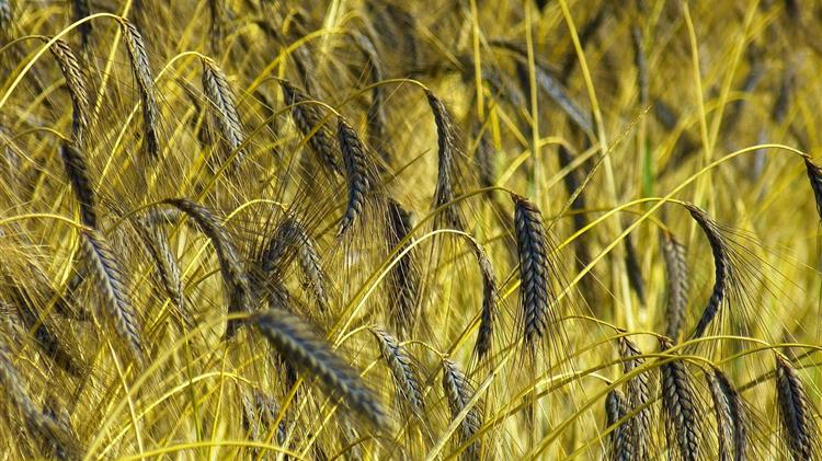 Σε υψηλά επίπεδα οι τιμές σε σιτάρι και σόγια στο Σικάγο