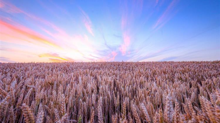 Το ευρωπαϊκό σιτάρι υποχωρεί απέναντι στον ανταγωνισμό της Μαύρης Θάλασσας
