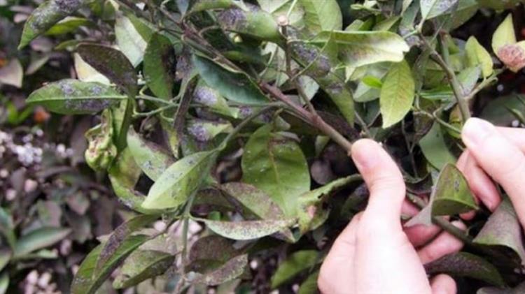 Βιολογική καταπολέμηση εντόμων: 228.000 ευρώ για την προστασία των καλλιεργειών μας!