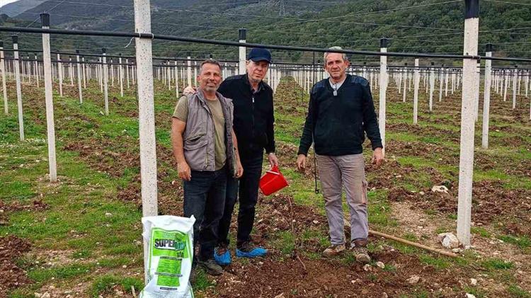 Νέες φυτείες ακτινίδιων- βασικές λεπτομέρειες πού καθορίζουν τη μελλοντική απόδοση τού κτήματος