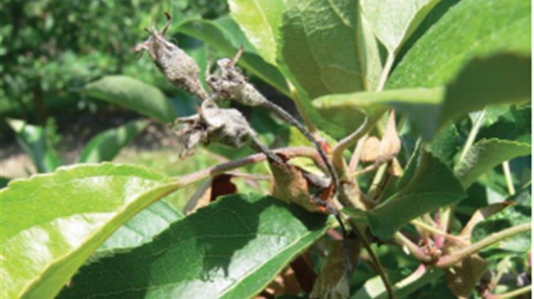 Ασθένειες και εχθροί μηλιάς- αχλαδιάς