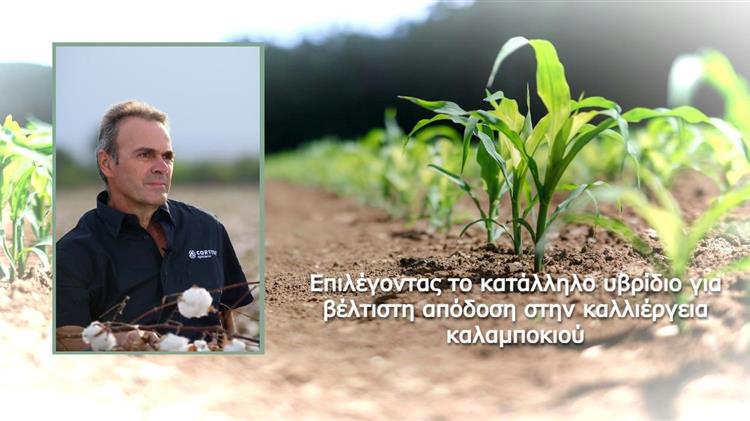 Γ. Ζανάκης: Επιλέγοντας το κατάλληλο υβρίδιο καλαμποκιού για μεγάλες αποδόσεις