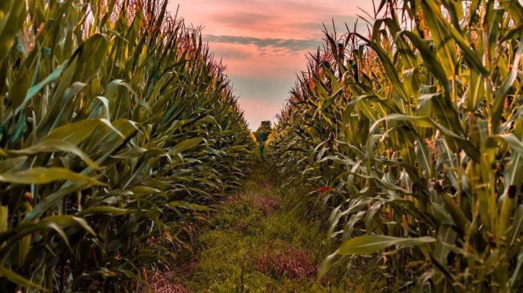 Καλαμπόκι: Ο καύσωνας απειλεί την ουκρανική παραγωγή