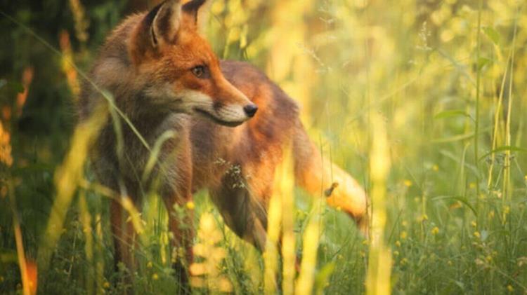 Παράταση του προγράμματος αξιολόγησης της αποτελεσματικότητας των εμβολιασμών των κόκκινων αλεπούδων έναντι του ιού της λύσσας