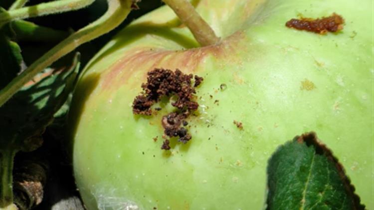 Αχλαδιά-Μηλιά: Εχθροί