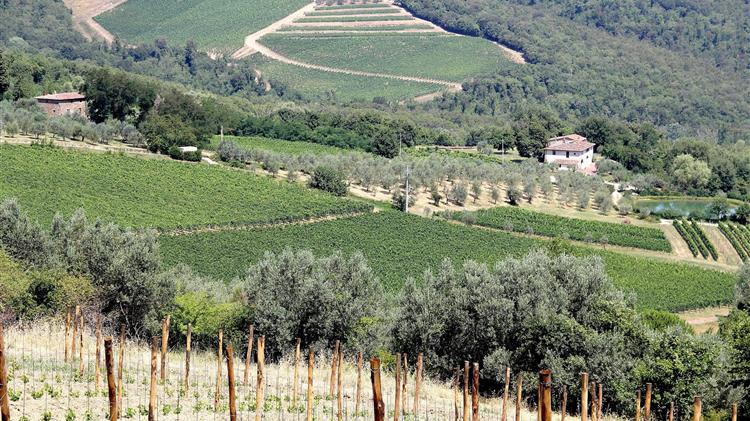 Τα φυτώρια στην Ισπανία ξεμένουν από δενδρύλλια ελιάς