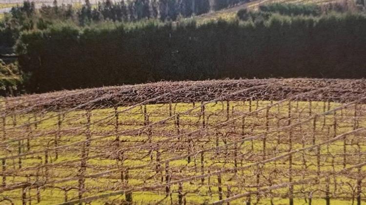 Αλόγιστη χρήση ζιζανιοκτόνων  στα Ακτινίδια