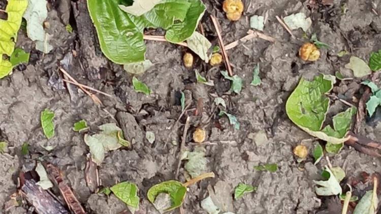 Οι τοξικότητες των ζιζανιοκτόνων  μάστιγα για τα ακτινίδια