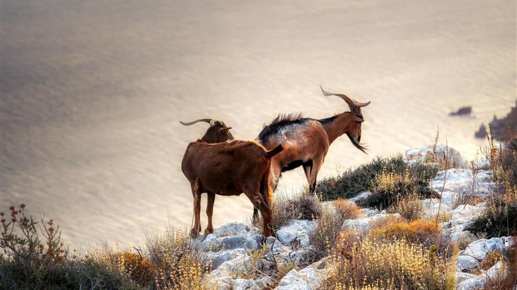 Μειώθηκε ο ζωικός πληθυσμός της ΕΕ το 2023