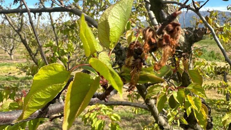 Βασιλειάδης: Εκτεταμένες ζημιές σε Βερίκοκα και Δαμάσκηνα