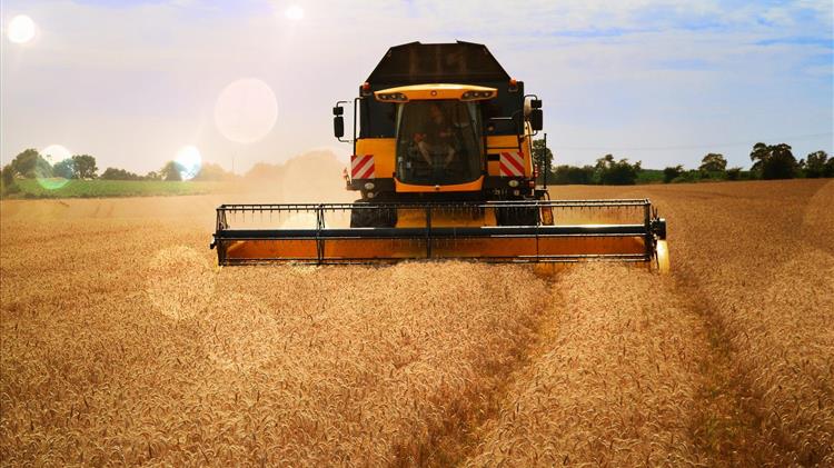 IGC: Σε επίπεδα ρεκόρ η παγκόσμια παραγωγή σιταριού το 2025/26