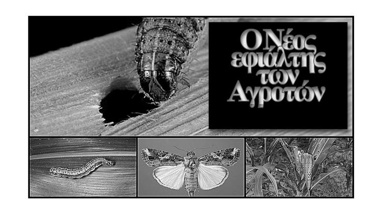 Σκουλήκι: Προκαλεί οικονομική ζημιά 4,6 δισεκατομμυρίων δολαρίων