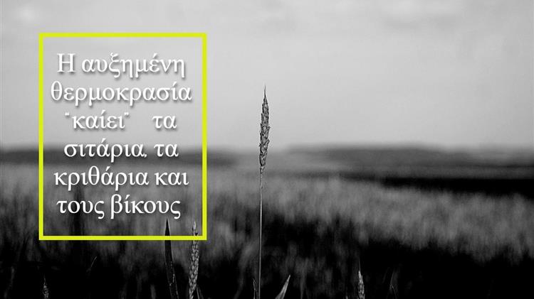Αγρότες: «Για να σώσουμε τα σιτάρια πρέπει να ποτίσουμε δυο φορές»