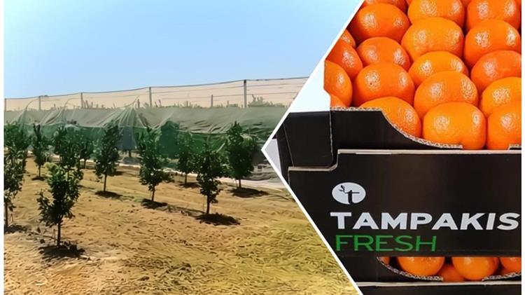 Στο Αιτωλικό τα πρώτα δικτυοκήπια στην Ελλάδα