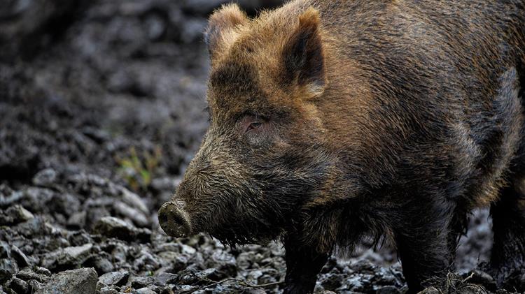 Κρούσμα ΑΠΧ σε αγριόχοιρο στη βόρεια Πολωνία