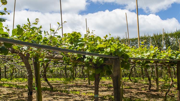 Ζημιές από ανεμοθύελλα 3ης Μαΐου 2024 - Υποβολή δηλώσεων στον Ε.Λ.Γ.Α.