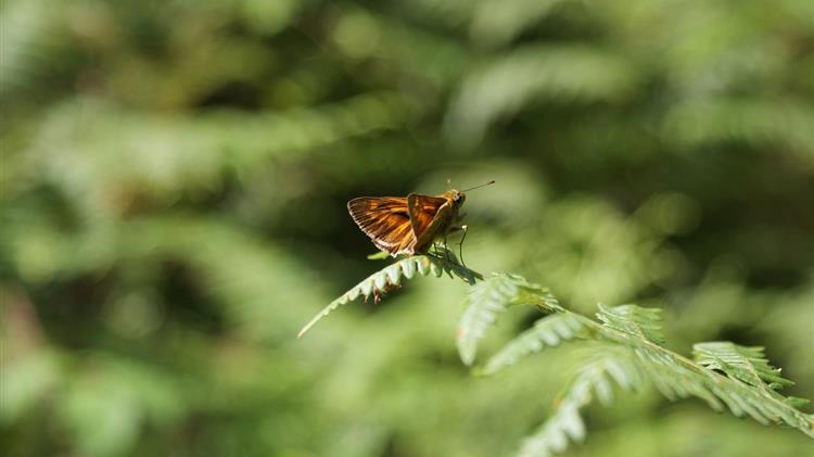 Η Επιτροπή ανακοινώνει τους νικητές και τις νικήτριες των βραβείων Natura 2000