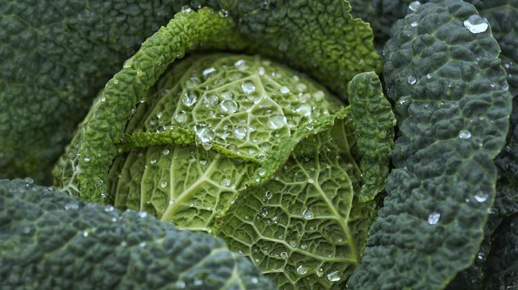 Η Παγκόσμια Τράπεζα απειλεί τους αγρότες: Φυτικές δίαιτες ή καταστροφή;