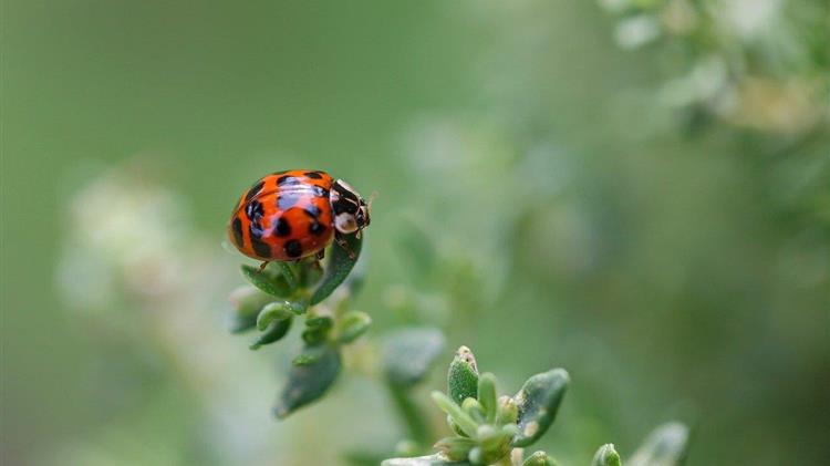 Κόκκινος Κατάλογος: Υπό απειλή το 21,5% των ειδών ζώων, φυτών και μυκήτων που αξιολογήθηκαν