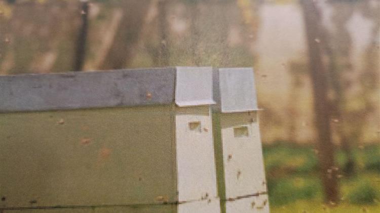 Ακτινίδια  και μέλισσες μία διαχρονική «συνεργασία» με τεράστια αποτελέσματα