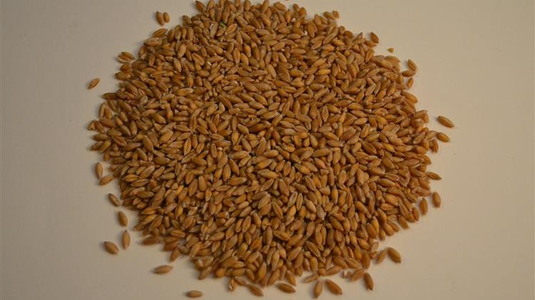 Τριτικάλε: Ένα υβρίδιο για φτωχές περιοχές