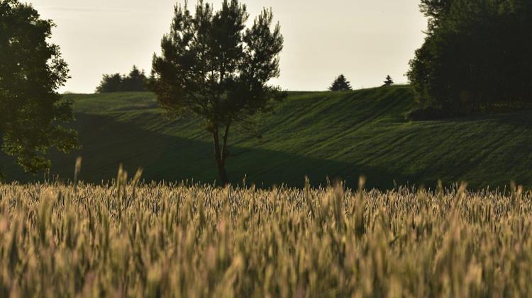 Αντιθέσεις στη φετινή συγκομιδή σιτηρών σε Ευρώπη και Ρωσία