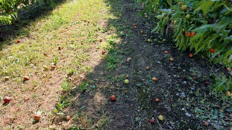 Ζημιές σε υποδομές και καλλιέργειες στην Ημαθία μετά την θεομηνία