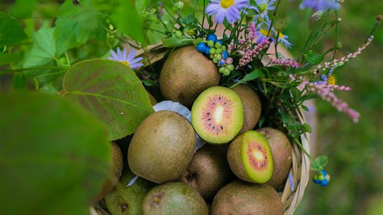 Πράσινα και  Κίτρινα Ακτινίδια
