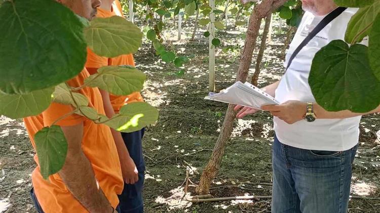 Ασβέστιο ένα απαραίτητο θρεπτικό  στοιχείο για το Ακτινίδιο