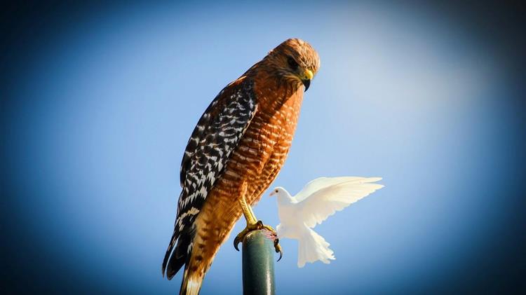 "Αθώες περιστερές" ή "παιχνίδι σκιών" με τα βιολογικά; - Αγωνία των αγροτών ενόψει λήξης προθεσμίας