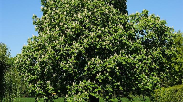 Φράγκος: Για το σκάνδαλο του ΟΠΕΚΕΠΕ και τη μεταφορά αρμοδιοτήτων στην ΑΑΔΕ