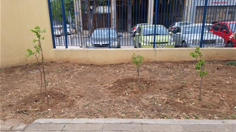 ΚΕΠΑ: Δενδροφύτευση στο Δήμο Πειραιά για την Πρωτοβουλία "75 UN - 75 Trees UNAI SDG7"