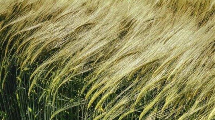 Αγροτικά πειράματα στην Αφρική