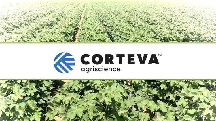 Πράσινο σκουλήκι και έντομα βαμβακιού: πως να τα  αντιμετωπίσετε